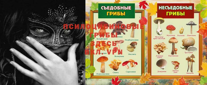 как найти закладки  Медынь  Псилоцибиновые грибы MAGIC MUSHROOMS 