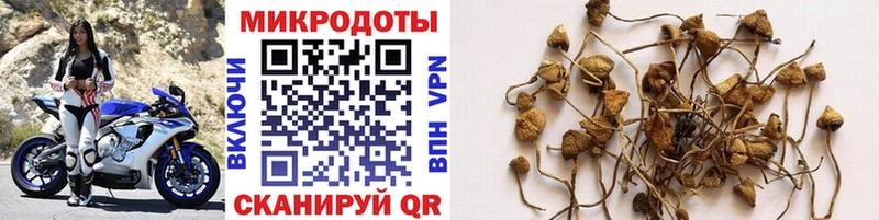 Галлюциногенные грибы Psilocybe как найти закладки Медынь